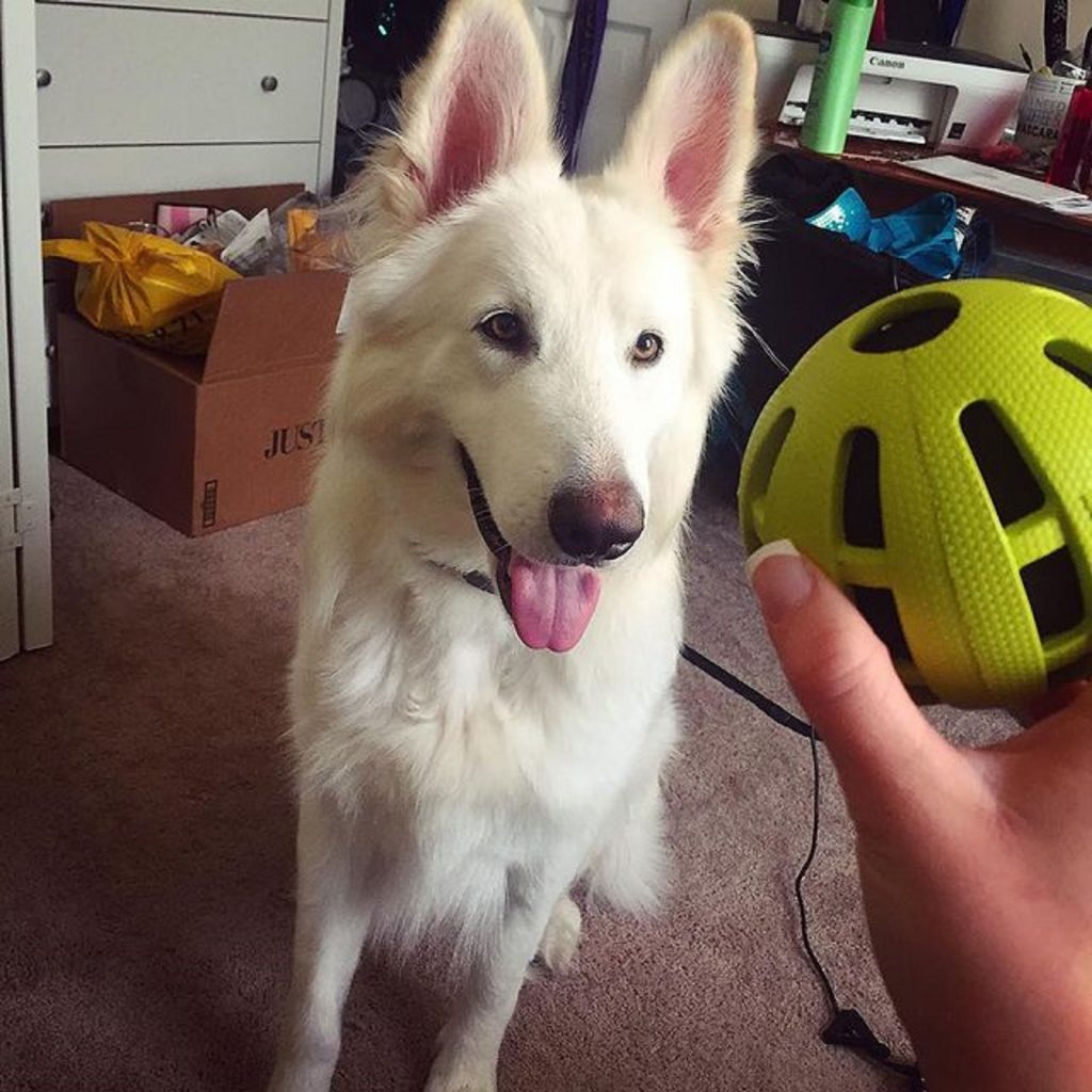 Samoyed German Shepherd Mix Guide