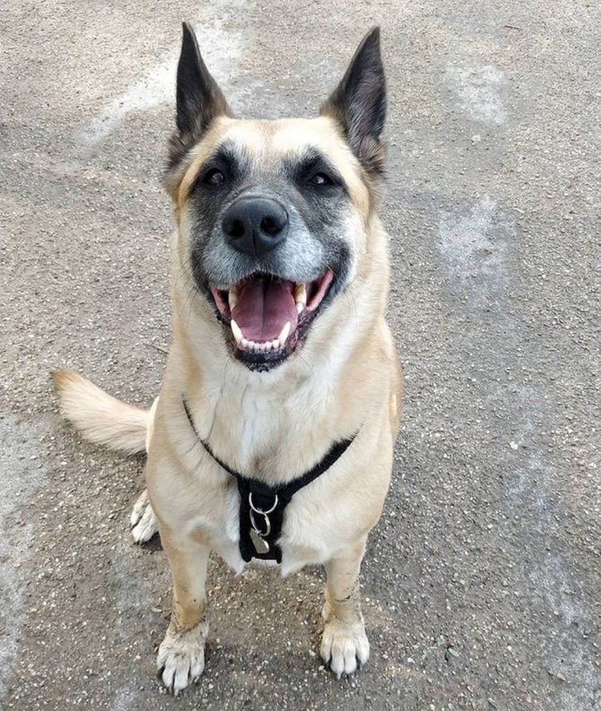 The German Shepherd Akita Mix: What Makes A Good Shepkita?