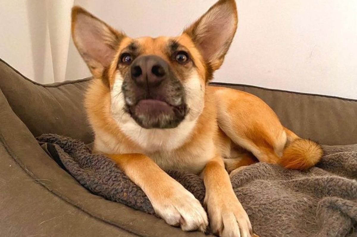 The German Shepherd Akita Mix: What Makes A Good Shepkita?