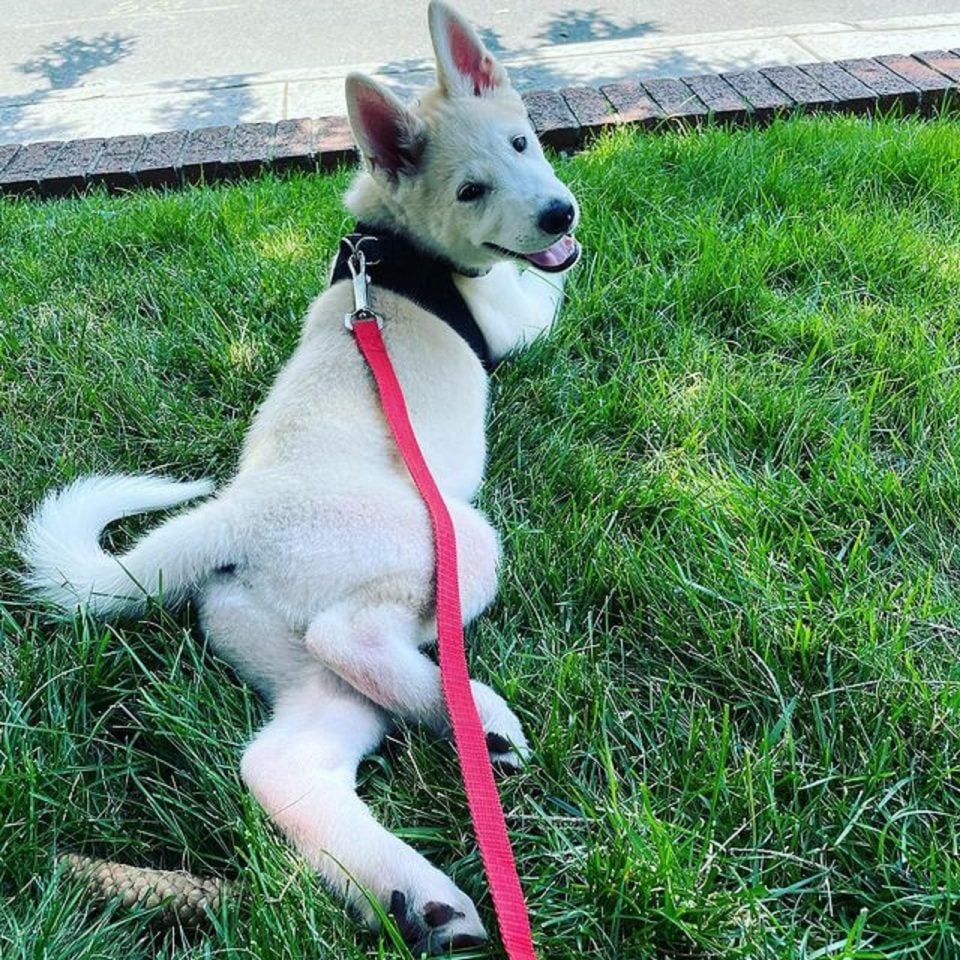 Siberian Husky Akita Mix: The Ultimate Huskita Guide