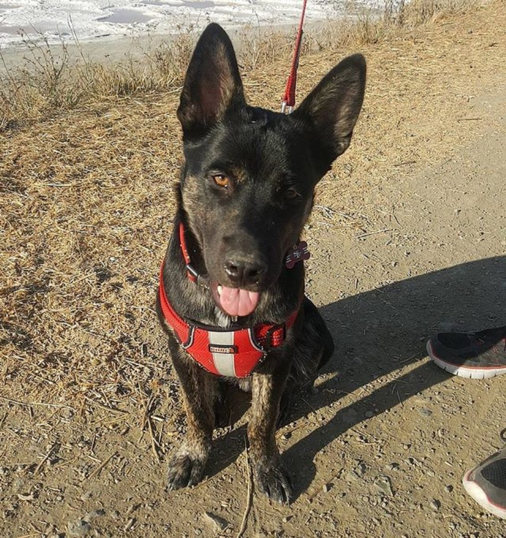 11 Australian Kelpie Mixes — Best Working Dogs