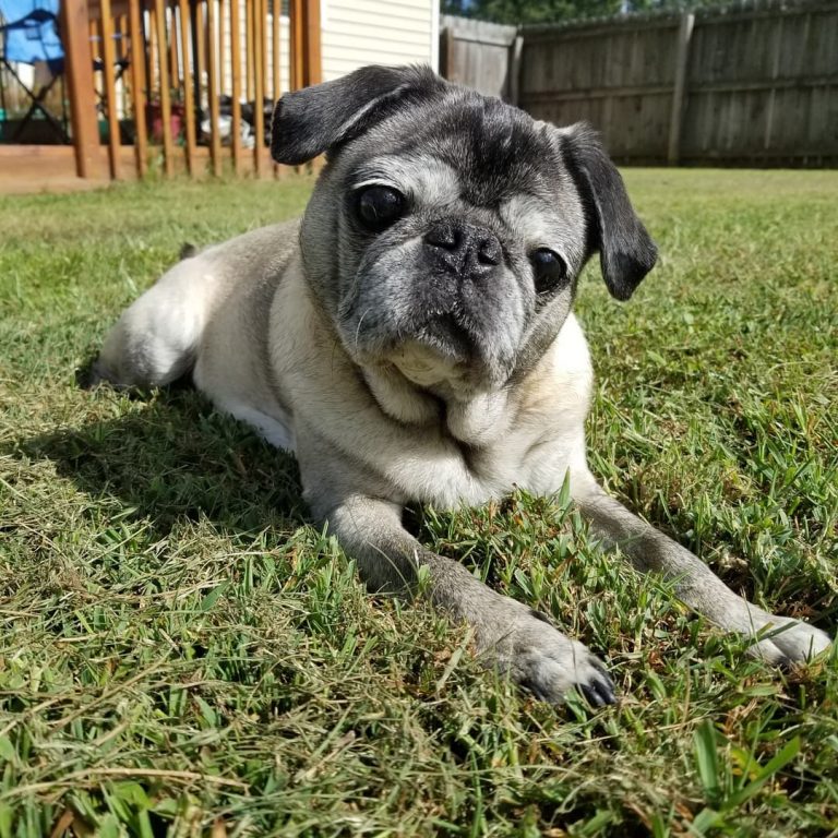 Silver Fawn Pug – A Silver Dog With A Heart Of Gold