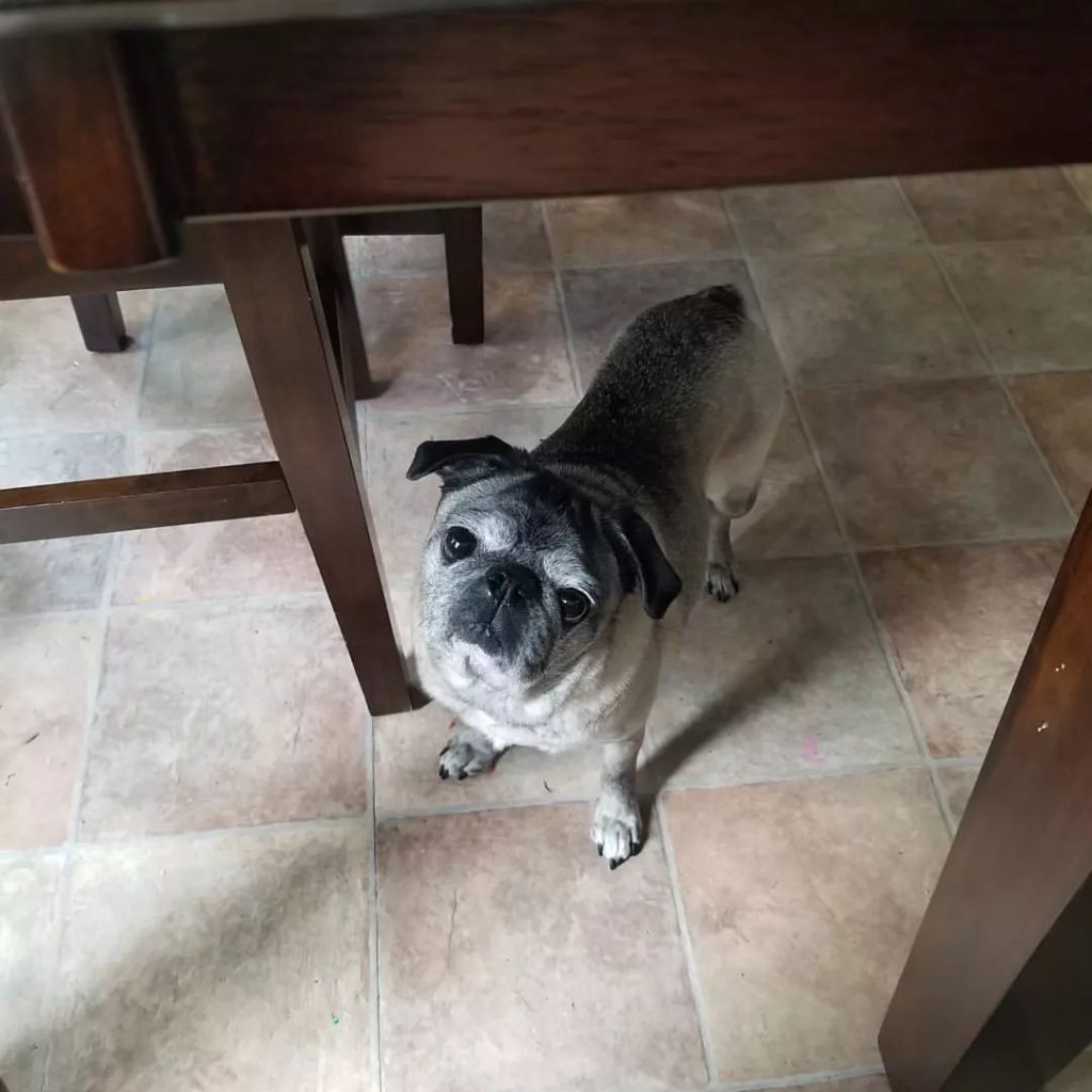 Silver Fawn Pug – A Silver Dog With A Heart Of Gold