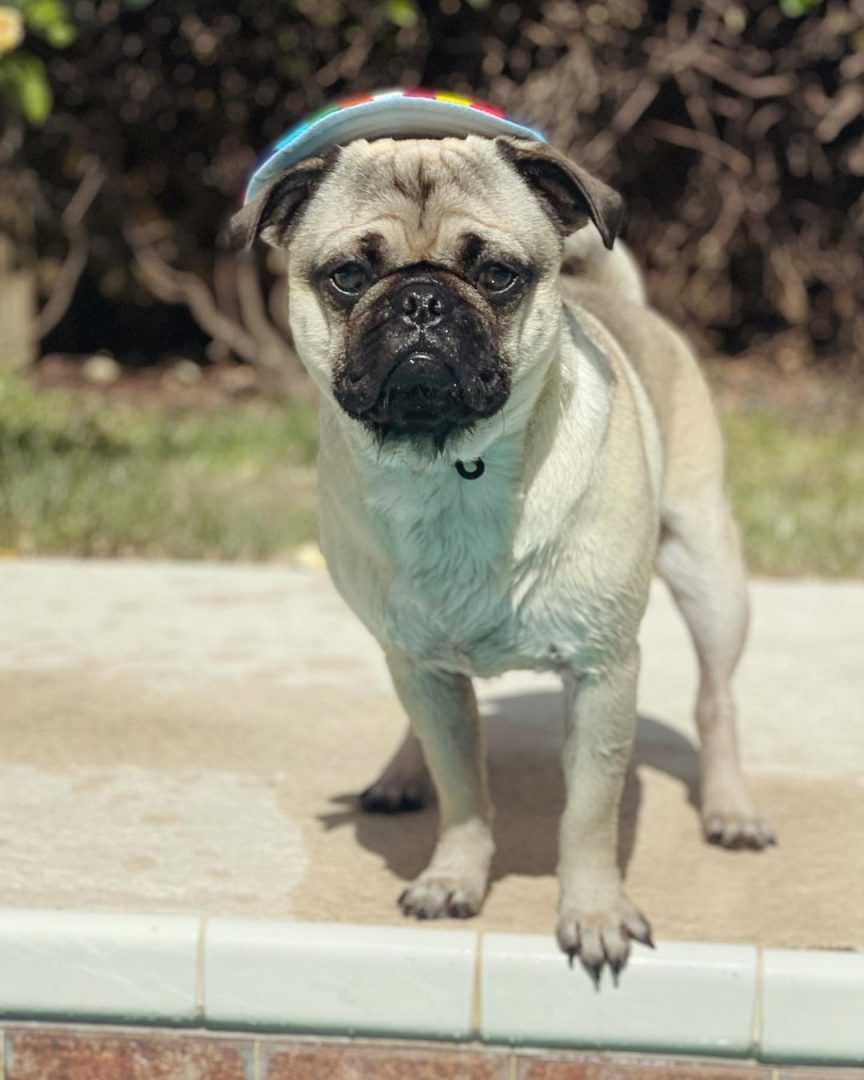 Silver Fawn Pug – A Silver Dog With A Heart Of Gold