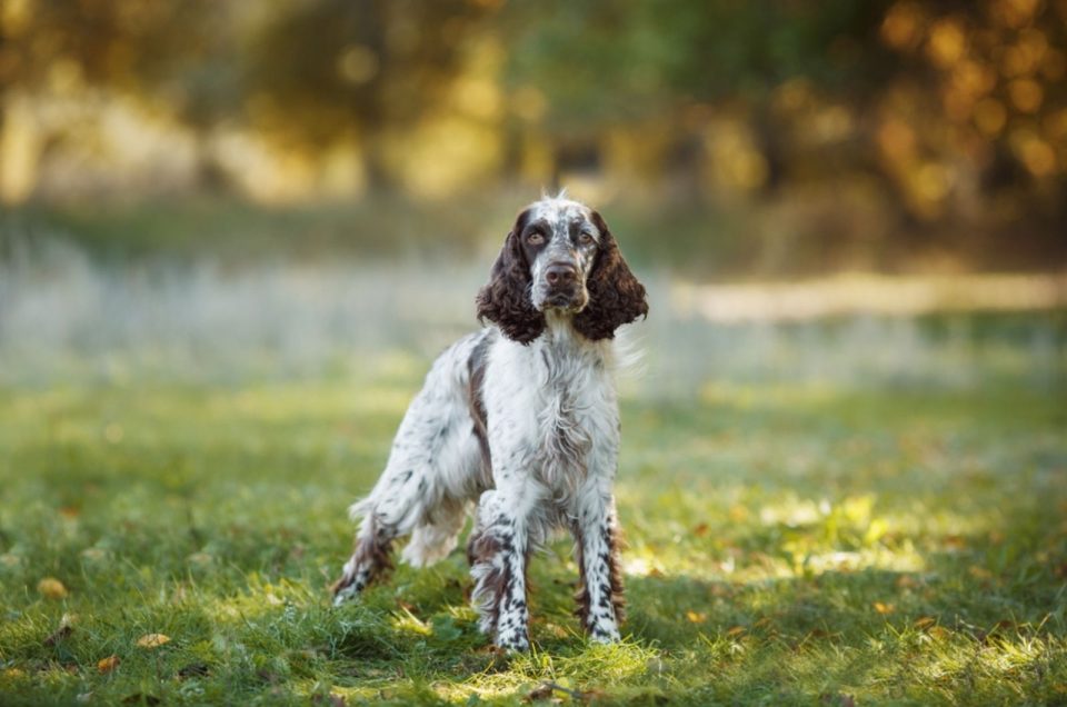 Springer Spaniel Growth Chart Monthly Guide