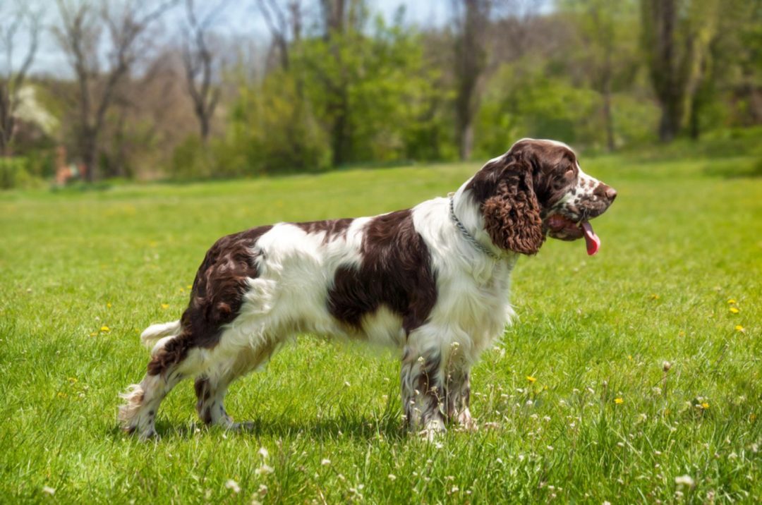 springer-spaniel-growth-chart-monthly-guide