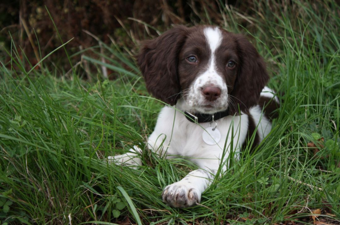 Springer Spaniel Growth Chart - Monthly Guide