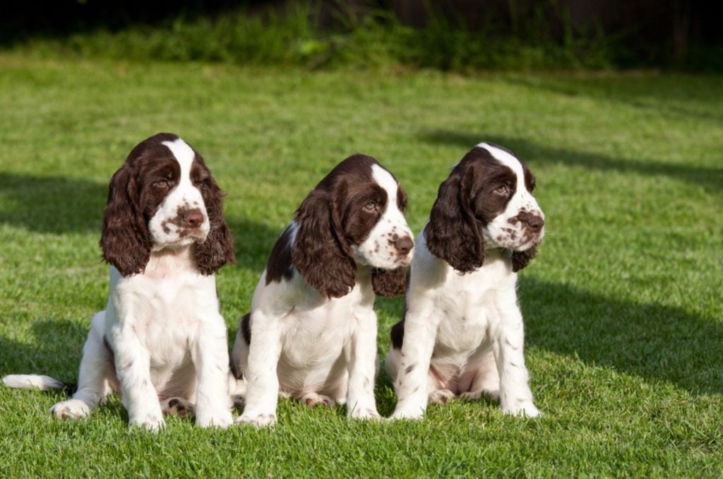 springer-spaniel-growth-chart-monthly-guide