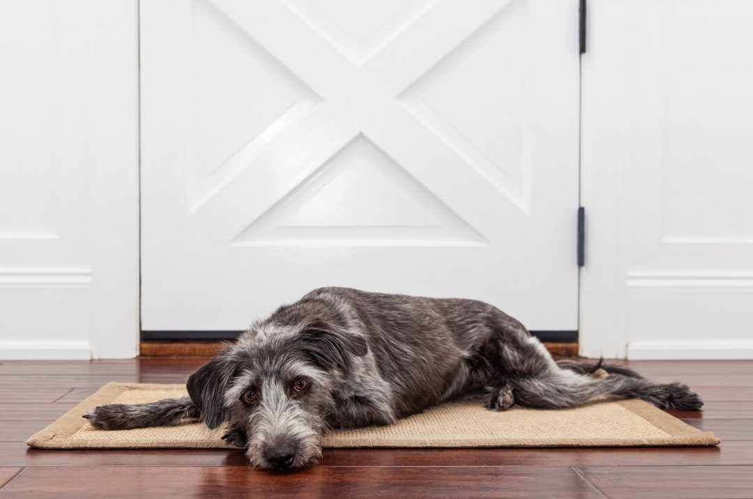 How To Stop Dog From Scratching Door 10 Useful Tips