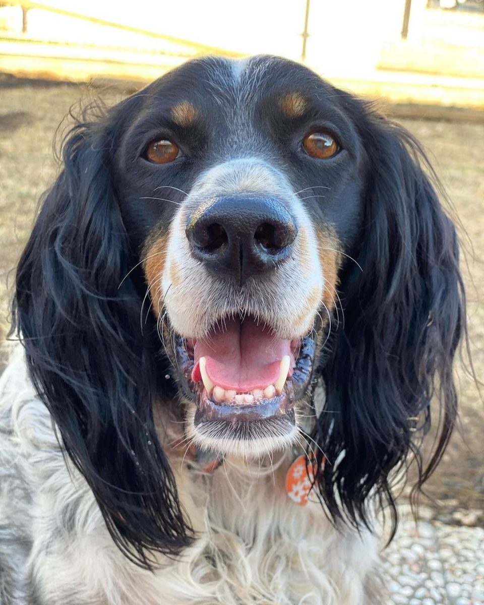 A Guide On The Amazing Tri Color English Setter