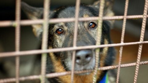 6 Reasons Why There Are So Many German Shepherds In Shelters