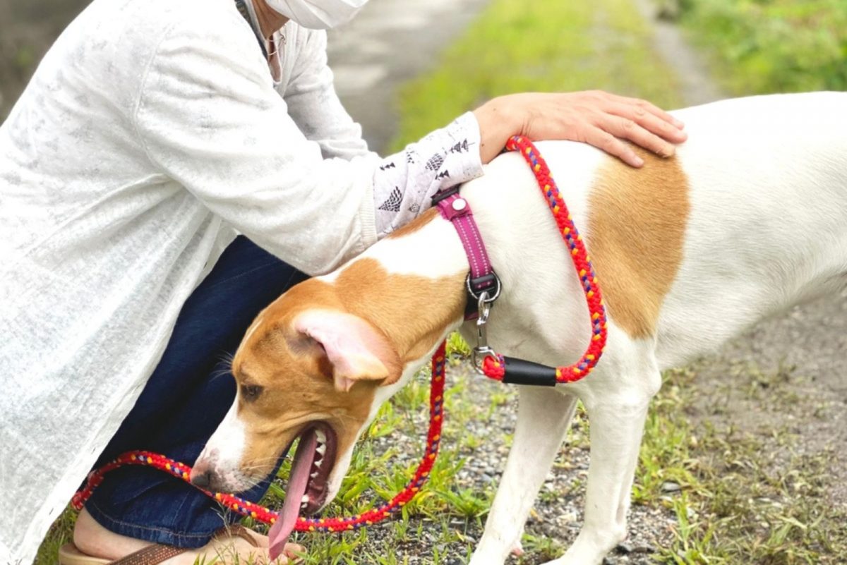 how-to-make-dog-throw-up-after-eating-chocolate