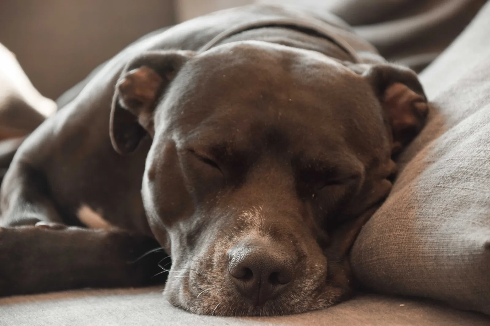 These 9 Are The Reasons Why Your Pitbull Sleeps Excessively