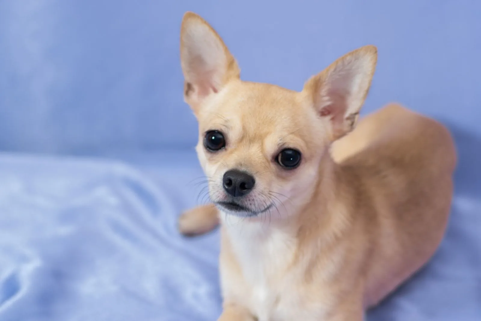 Why Chihuahuas Are The Worst? 21 Reasons