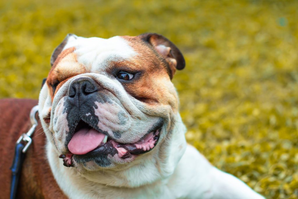 Can Dogs Have Down Syndrome? All On Dog Health And Care