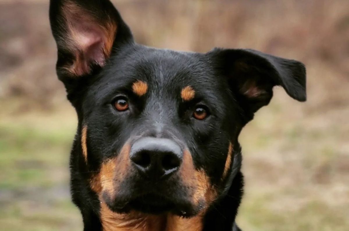 german shepherd rottweiler mix        
        <figure class=