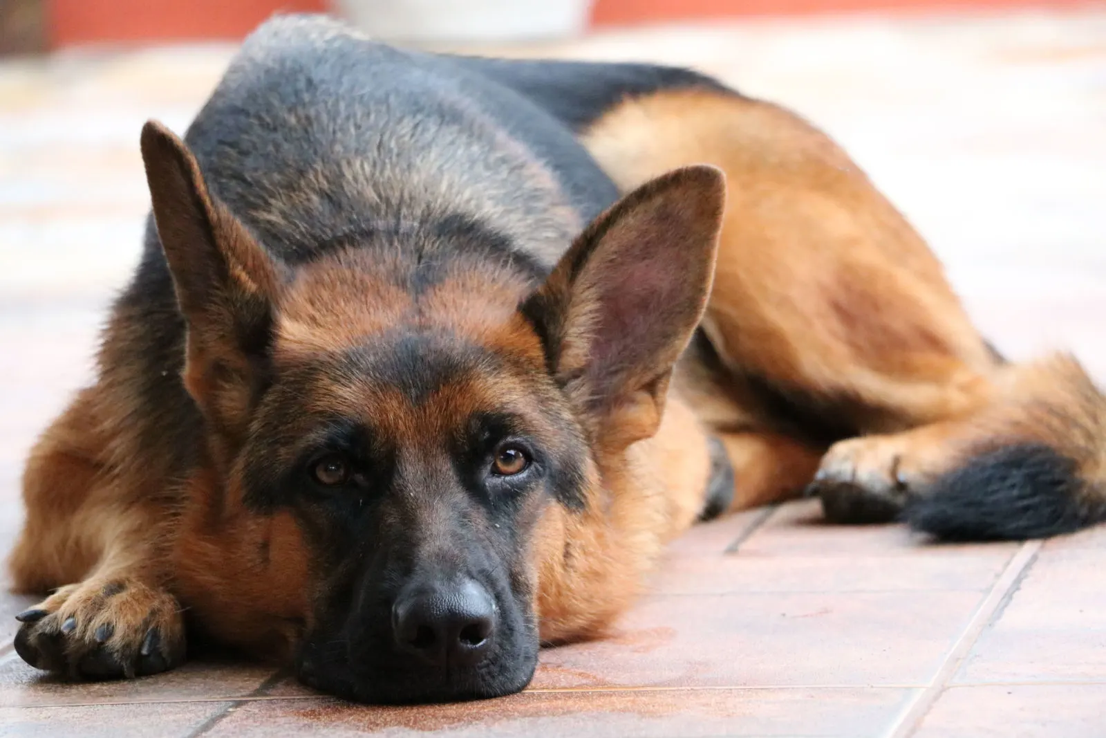 5 Wag-nificent German Shepherd Tail Types