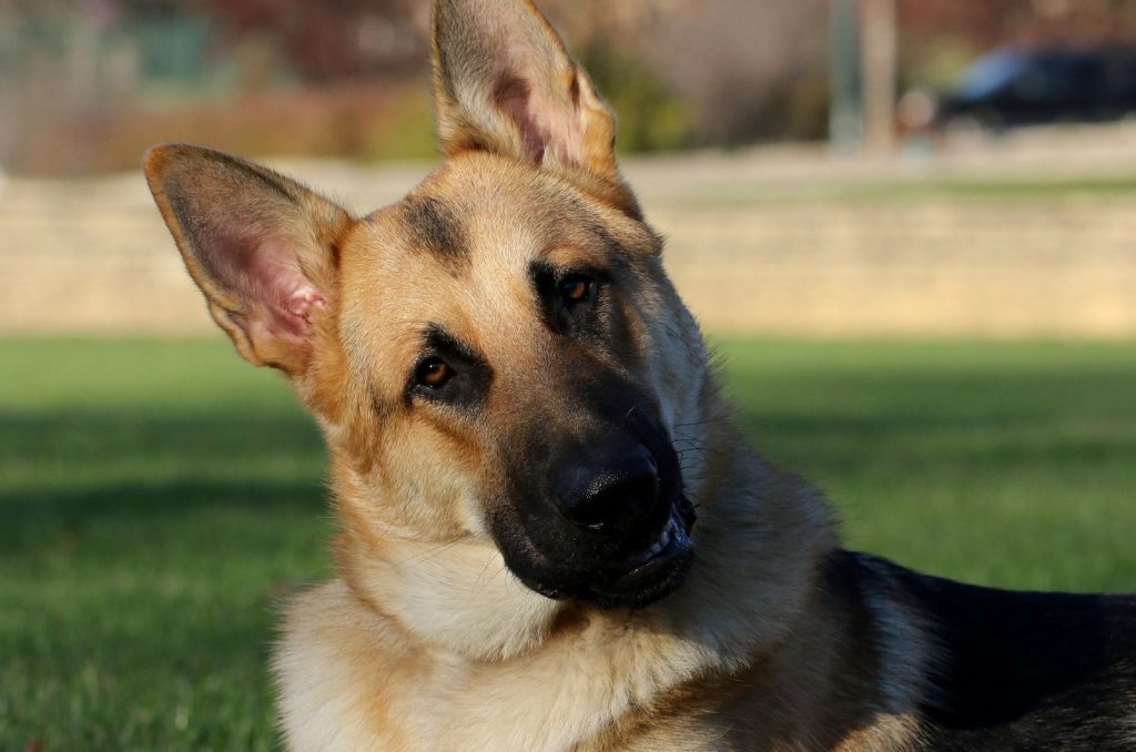 5 Rationales For Why Do German Shepherds Tilt Their Heads