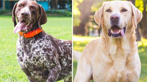 German Shorthaired Pointer Lab Mix Facts To Know   German Shorthaired Pointer Lab Mix Facts To Know 480x270 