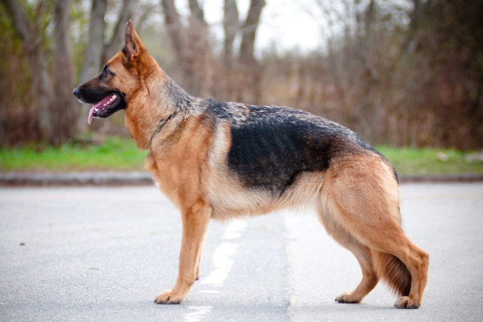 The American Show-Line German Shepherd Is A Show Stopper