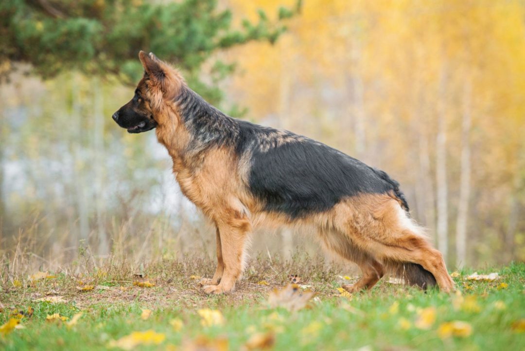 Understanding 5 German Shepherd Tail Positions