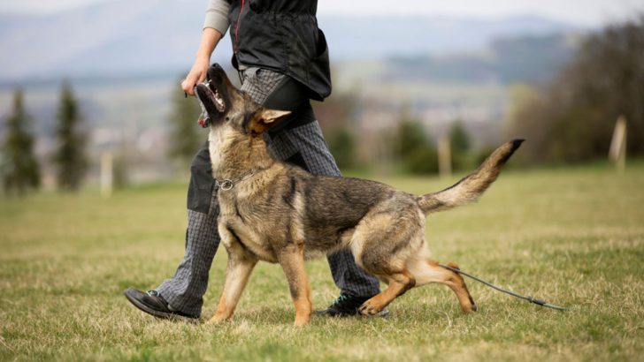 How To Build Muscle On A German Shepherd Dog? 4 Factors