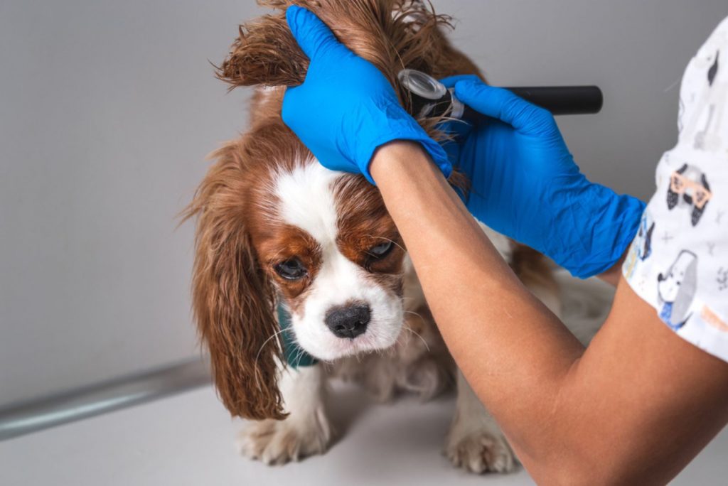 how-to-treat-dog-ear-hematoma-at-home-5-best-ways