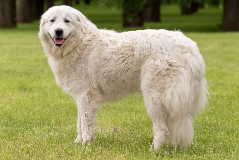 Maremma Sheepdog Vs Great Pyrenees: Clash Of The Titans