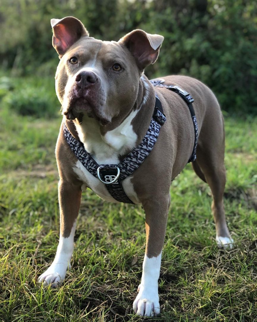 Everything You Should Know About The Pitbull Bully Mix