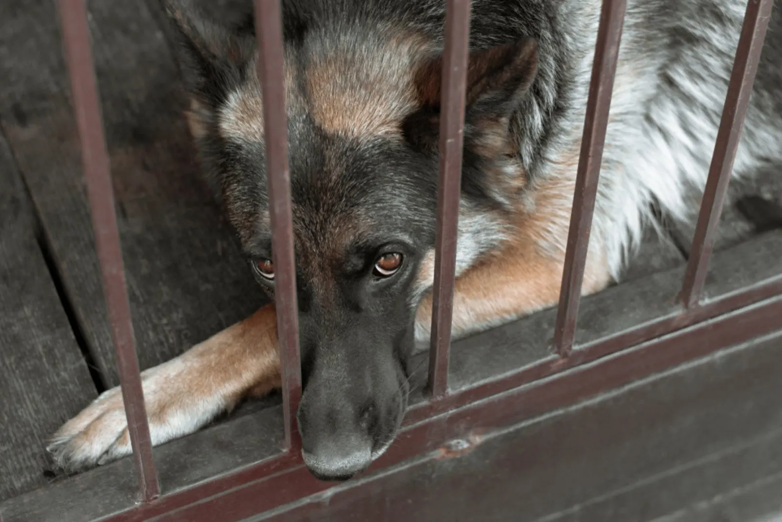 6 Reasons Behind The Large Number Of German Shepherds In Shelters