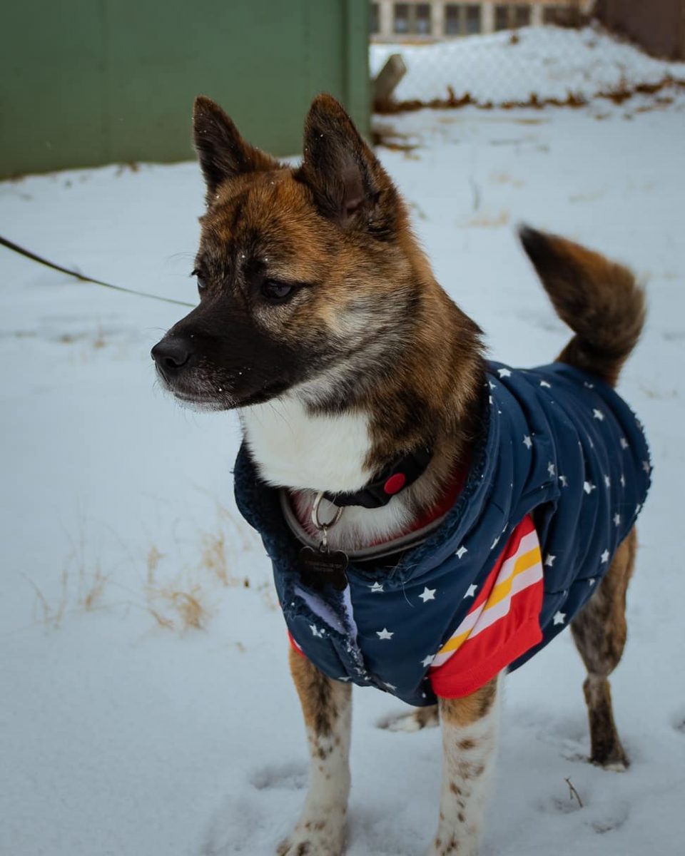 Shiba Inu Pomeranian Mix: A Designer Dog For Beauty Shows