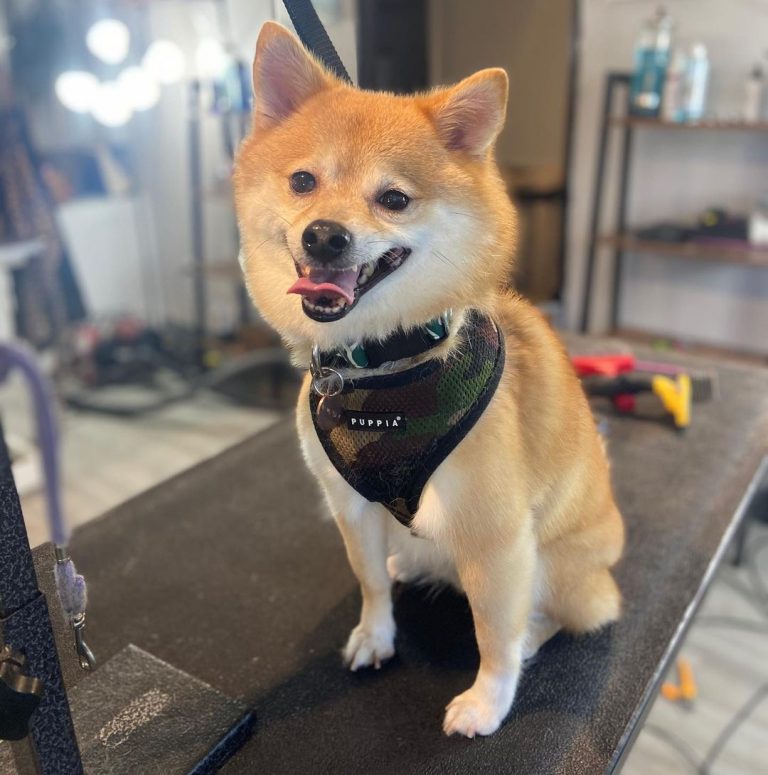 Shiba Inu Pomeranian Mix: A Designer Dog For Beauty Shows