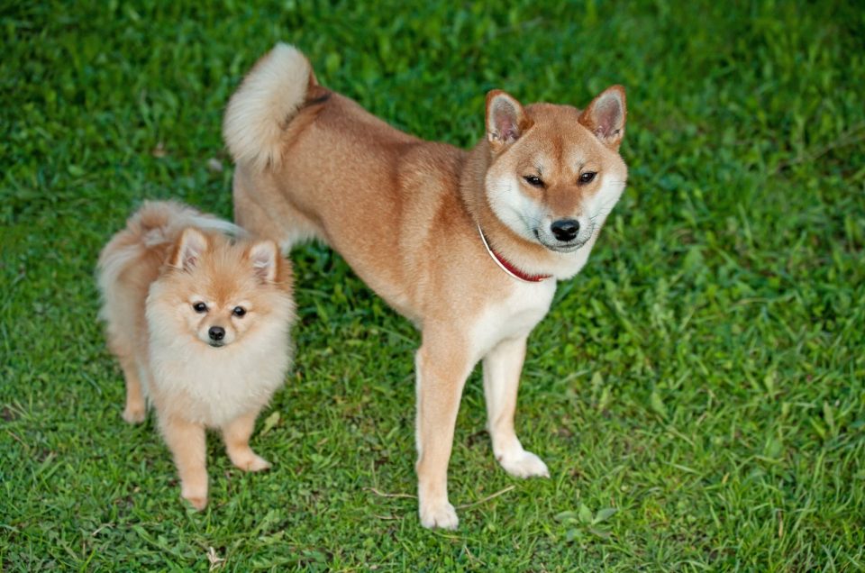 Shiba Inu Pomeranian Mix: A Designer Dog For Beauty Shows