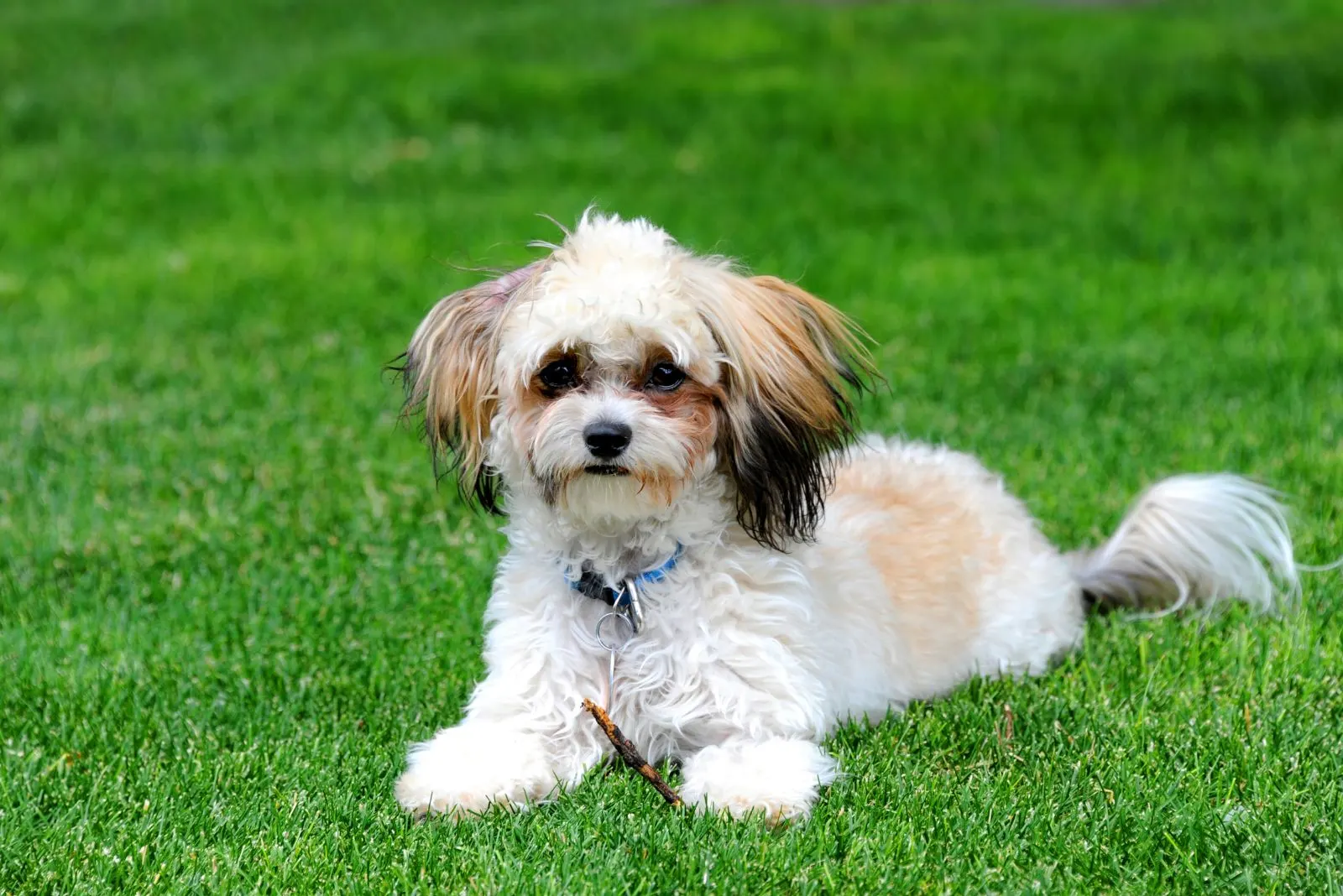 Toy And Standard Shih Poo Growth Chart Explained