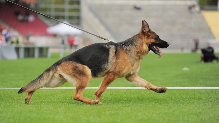 The American Show Line German Shepherd Is A Show Stopper   The American Show Line German Shepherd Is A Show Stopper 728x410 