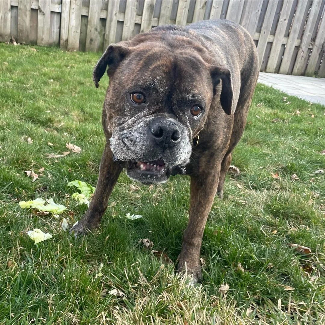 Meet The Valley Bulldog: Strong, Endearing, Affectionate