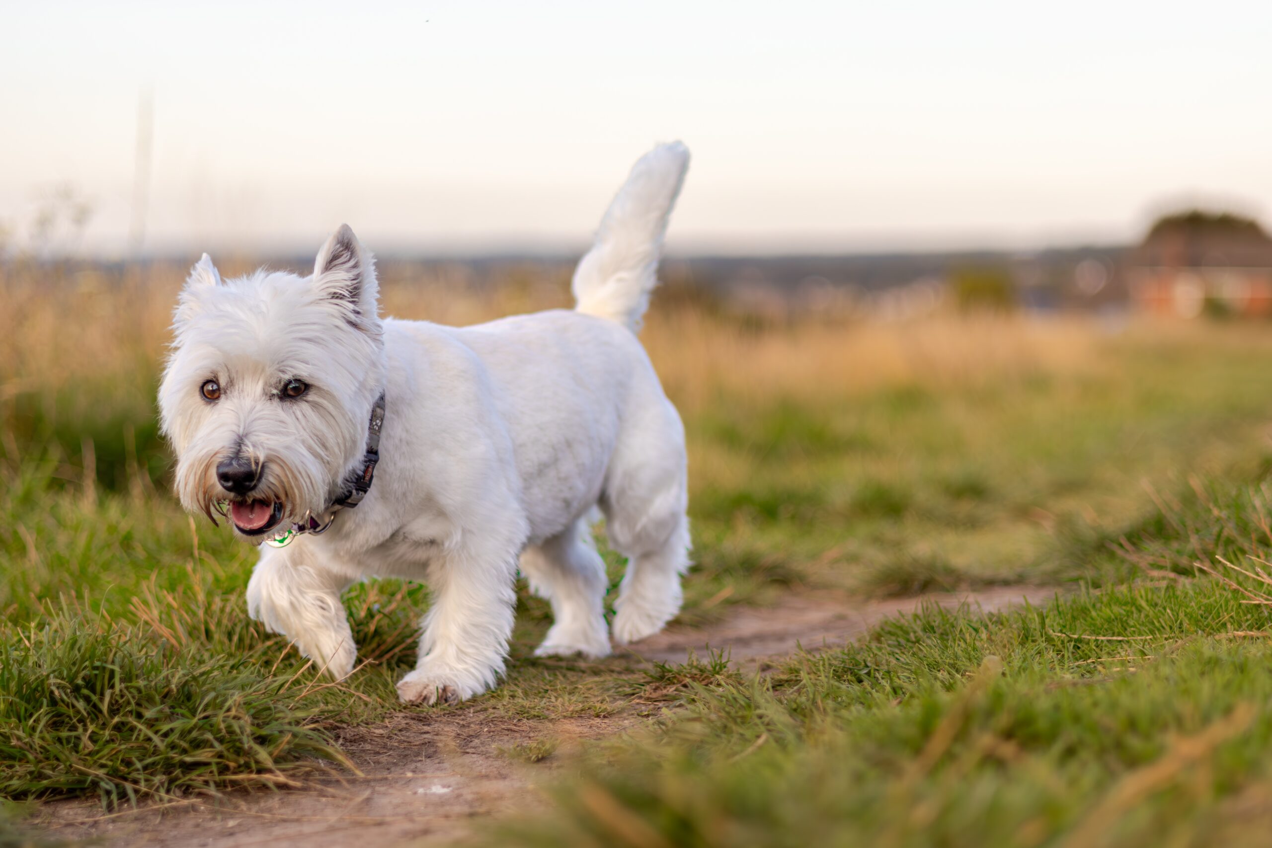 west highland white terrier in nature