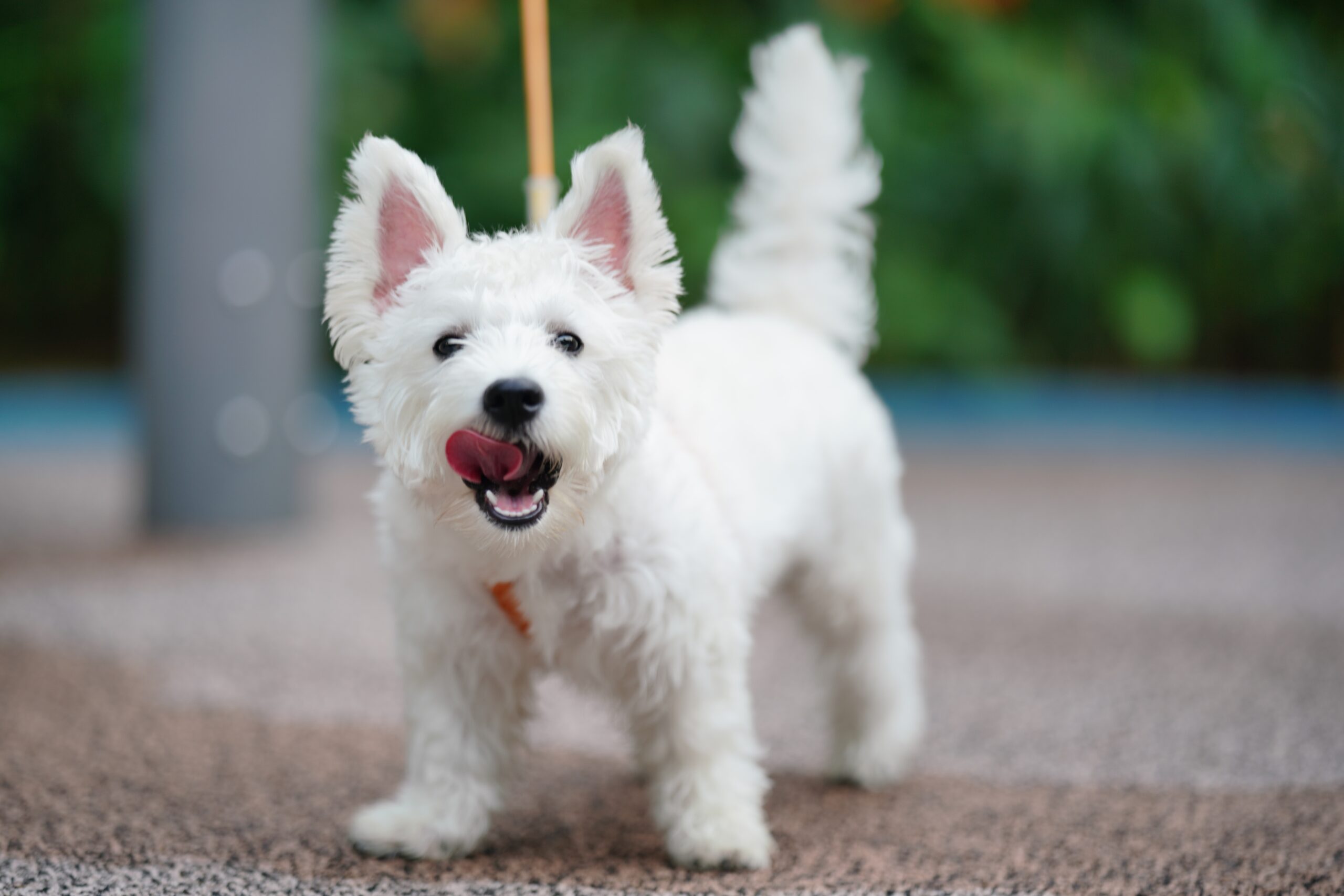 west highland white terrier licking mouth