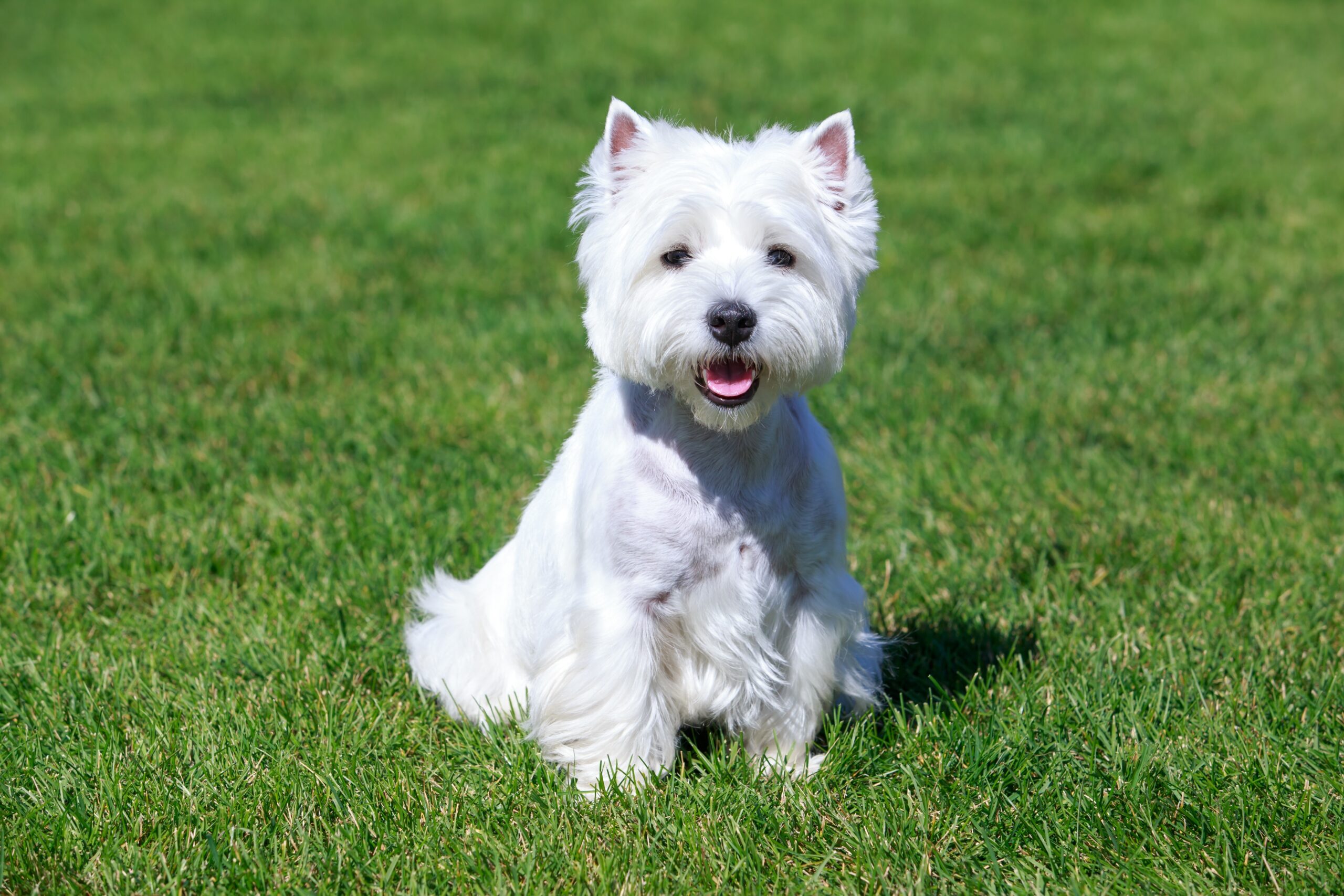 west highland white terrier in grass