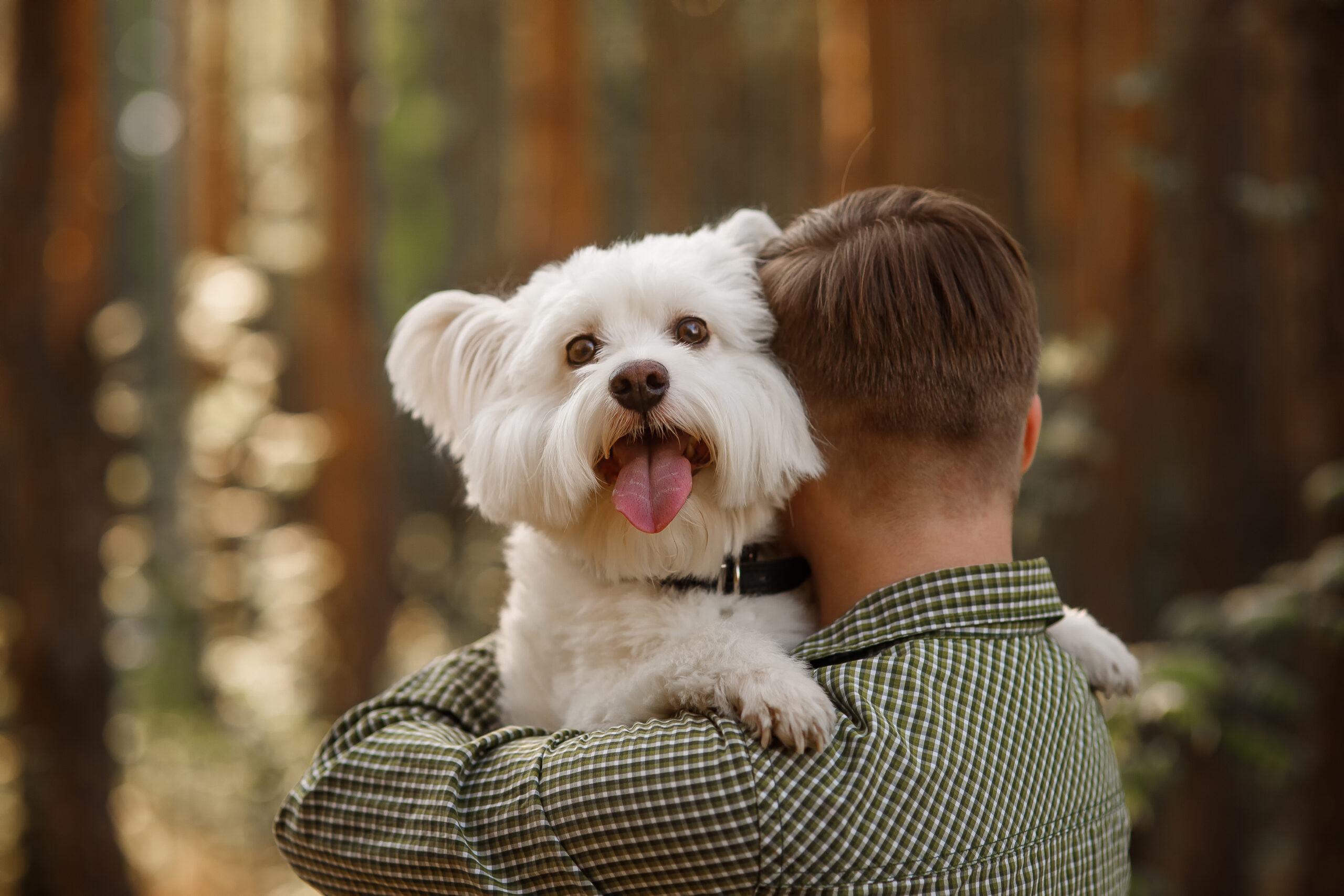 west highland white terrier hugging owner