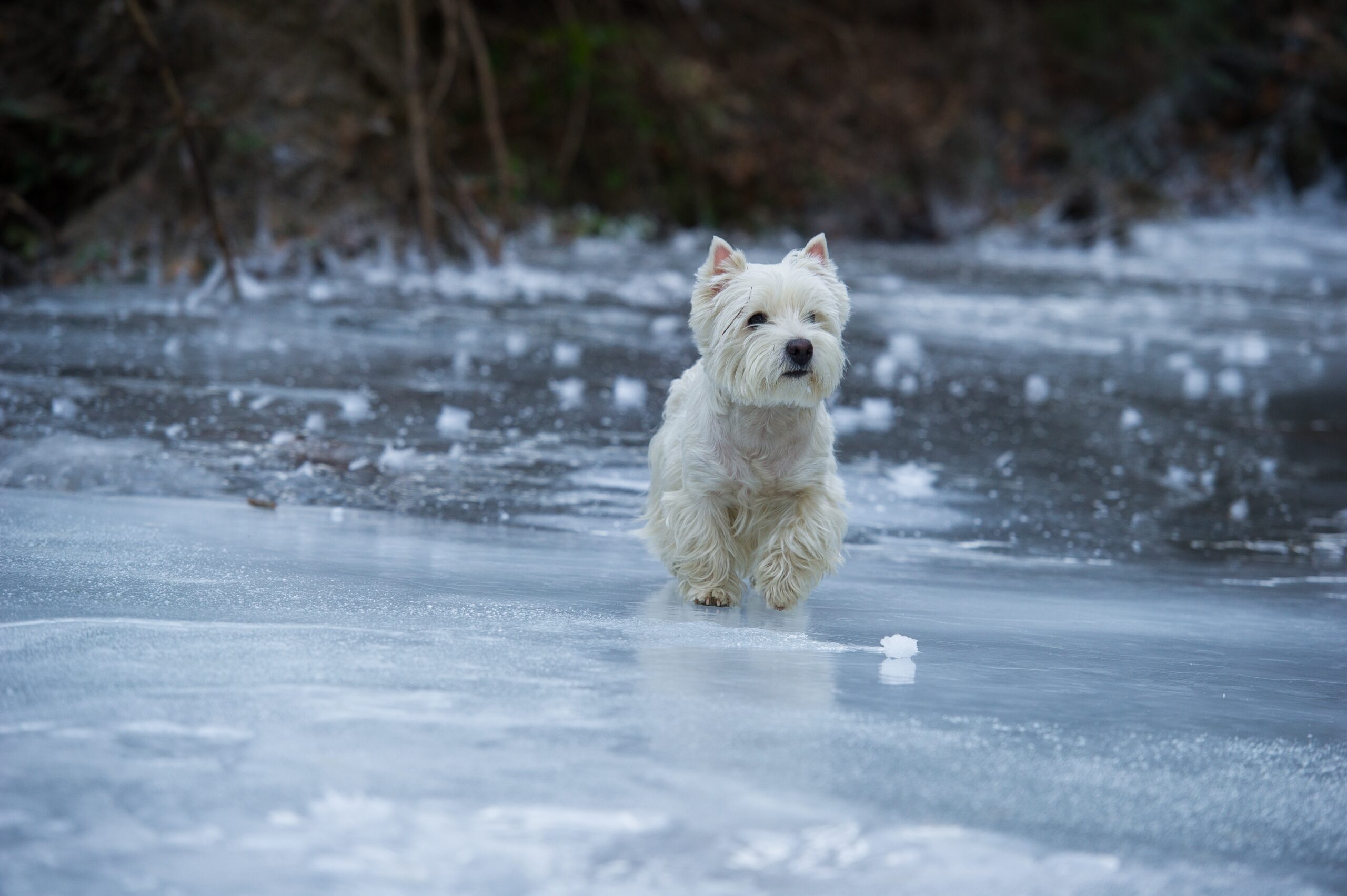 west highland white terrier on ice