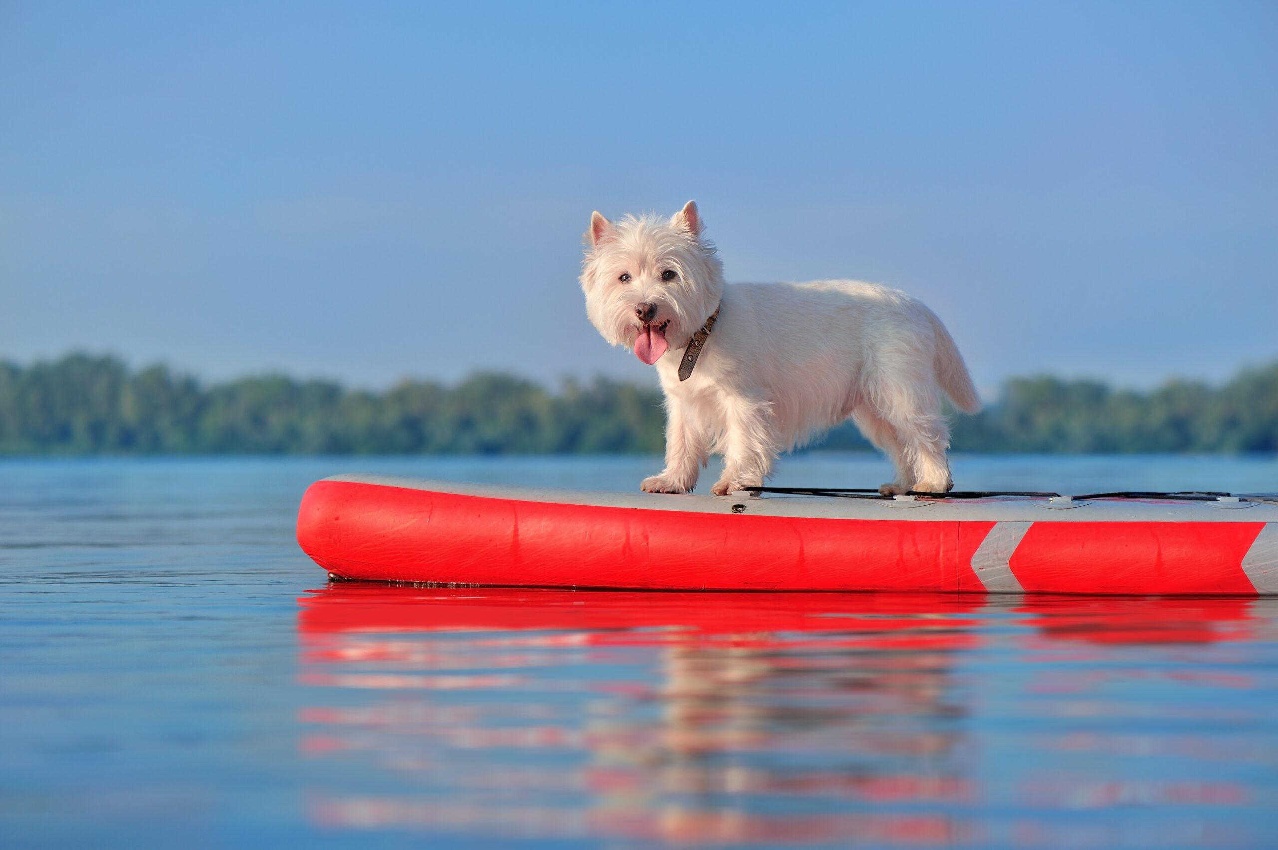 west highland white terrier kayaking