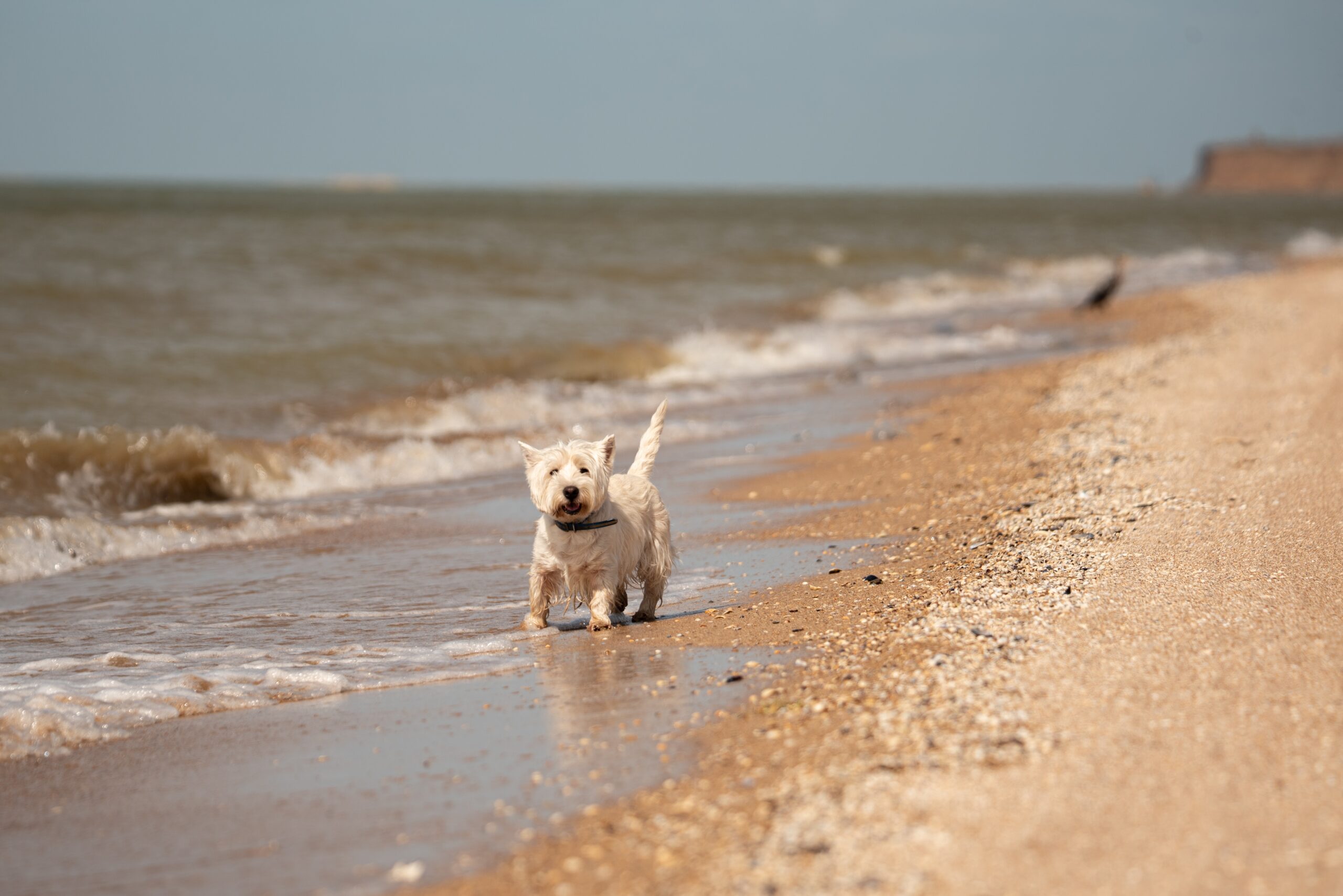 west highland white terrier on a beach