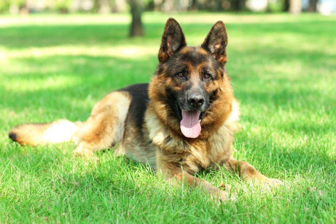 why-are-german-shepherds-so-smart-a-guide-to-gsd-intelligence