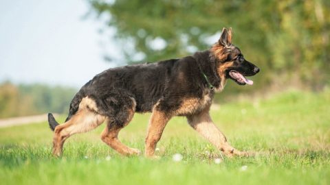 Why Do German Shepherds Have Sloped Backs? Uncover The Truth