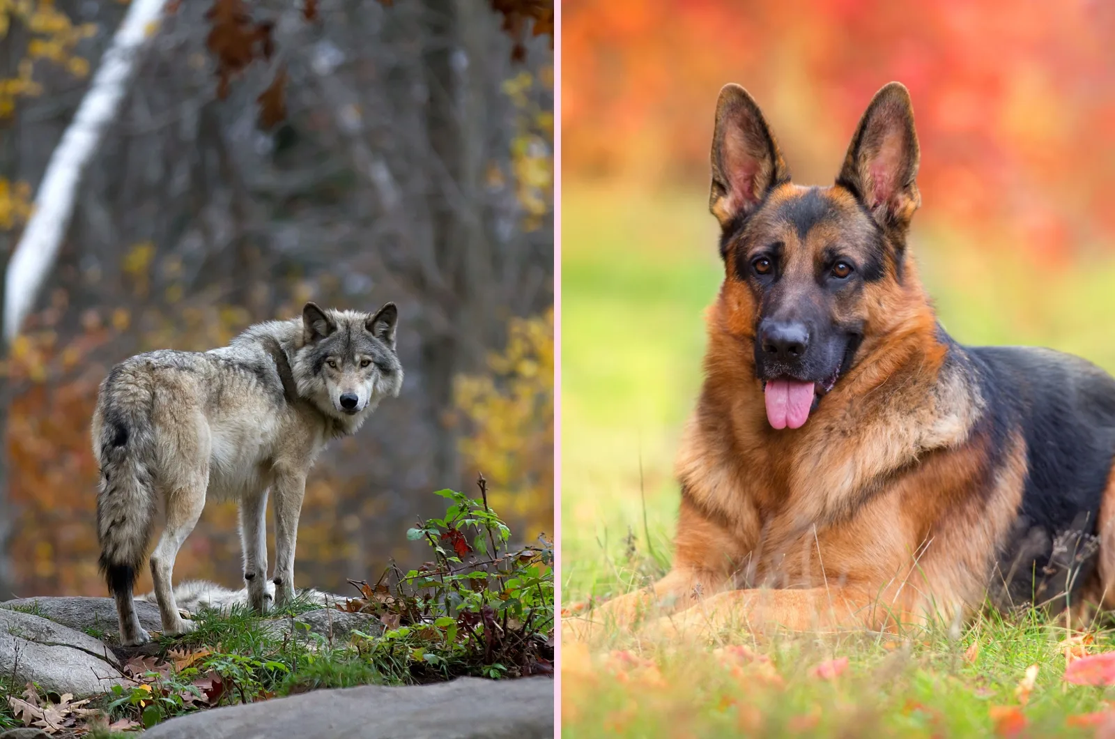 All The Differences Between Wolves And German Shepherd Dogs