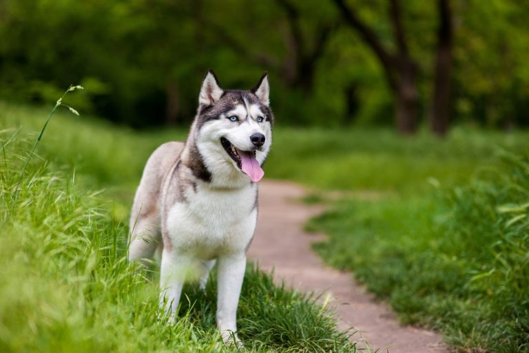 The Coyote Husky Mix Has Some Coydog Stories To Tell