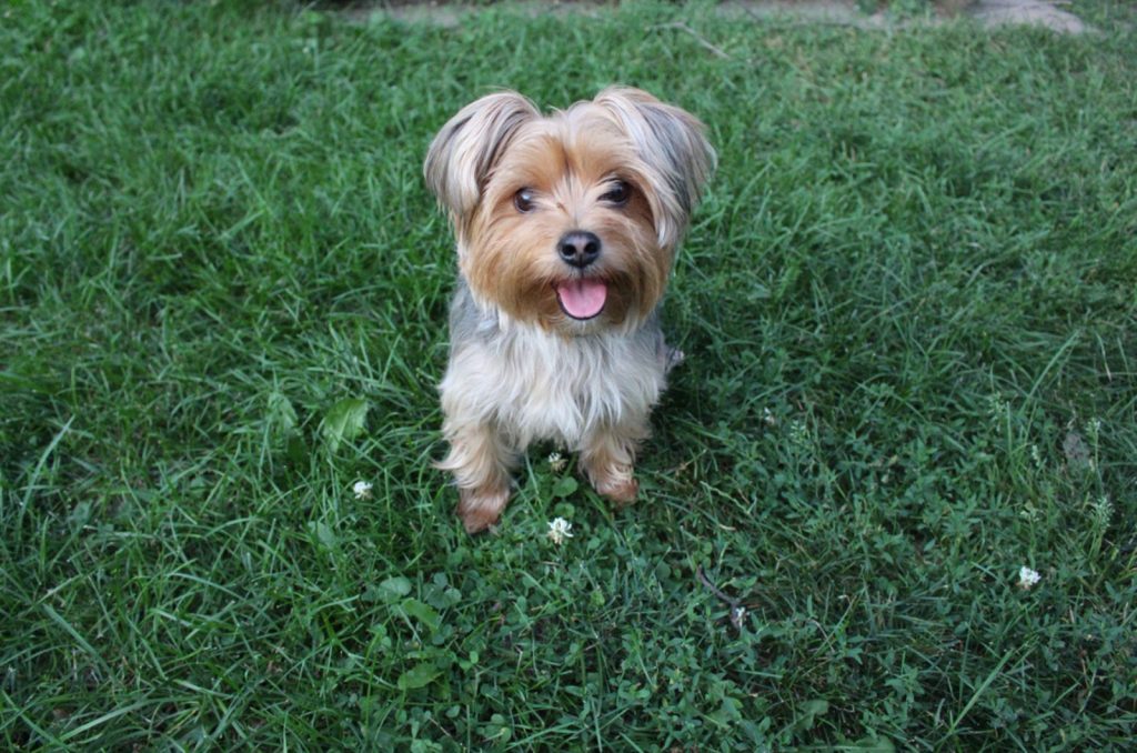 The Complete Morkie Growth Chart Guide For A Healthy Pet