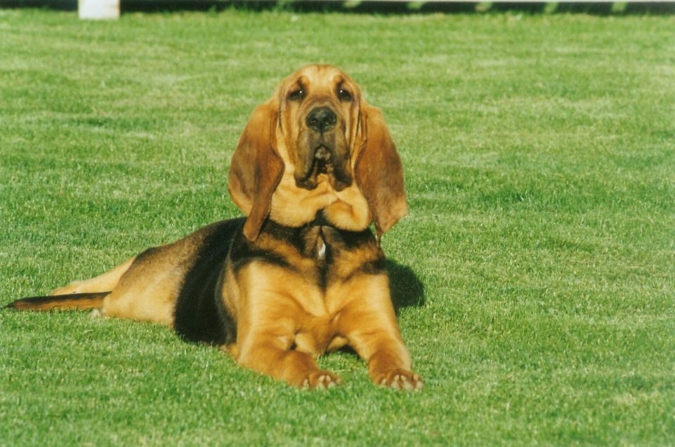 bloodhound-growth-chart-uncovering-the-sleuth-hound-size