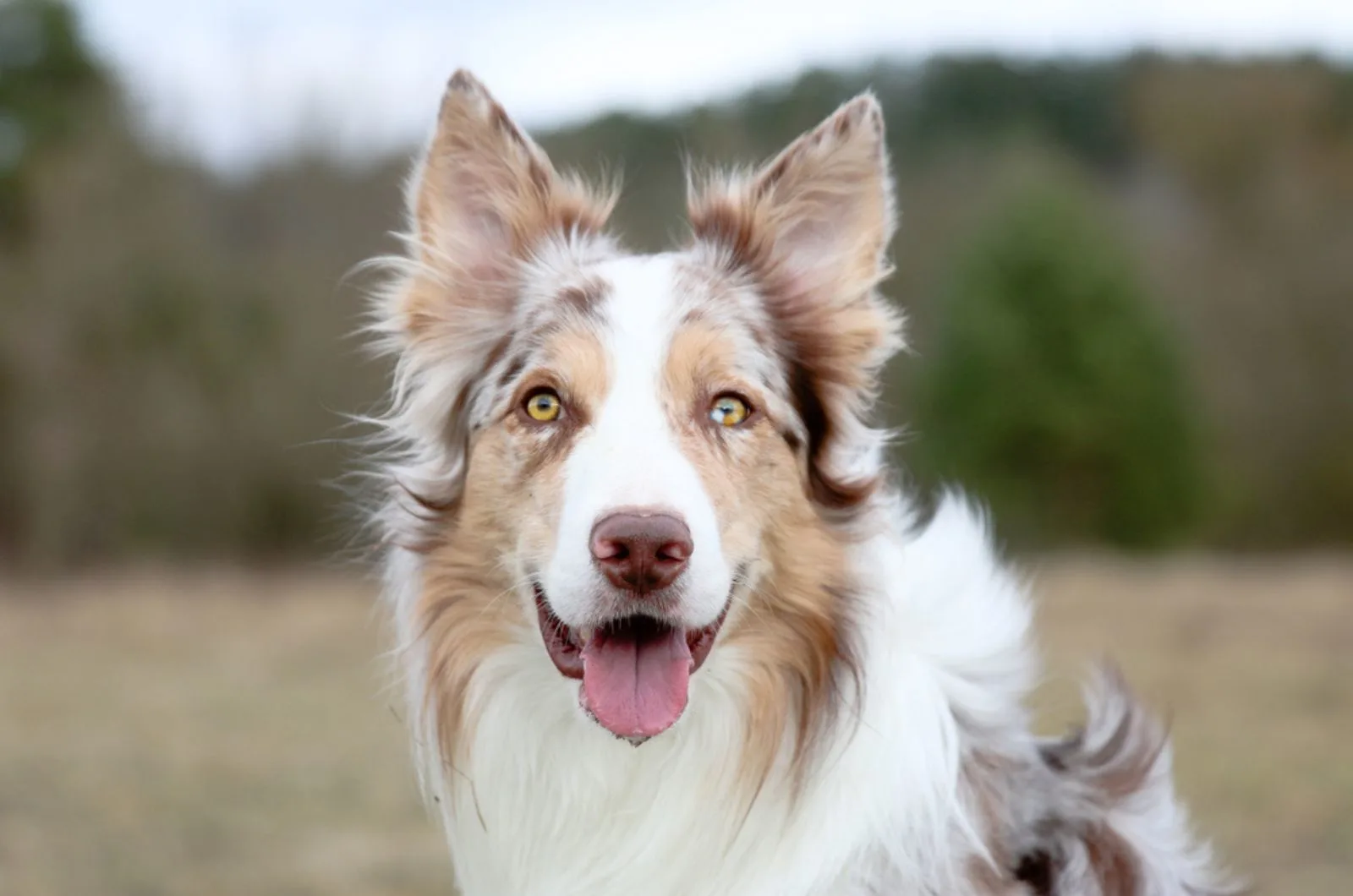 21 Dogs With Green Eyes You’ll Fall In Love With